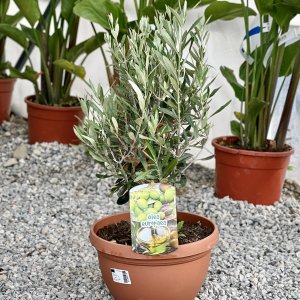 Olivovník európsky (Olea europaea) (-12°C) - výška: 30-60 cm, kont. C6L - BONSAJ (DECO MISA)